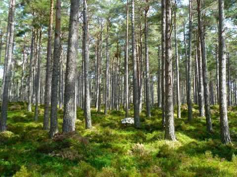 Para preservar o meio ambiente você precisa dessas dicas