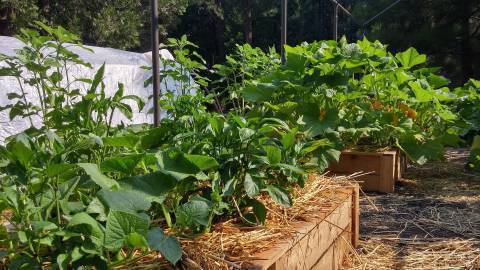 Aprenda da maneira mais fácil cultivar especiarias em casa